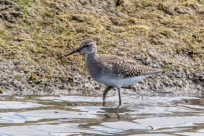 Wood Sandpiper