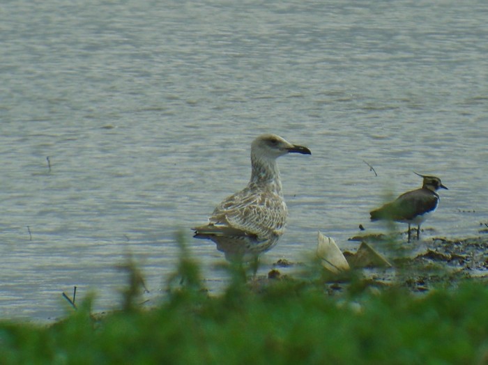 Caspian Gull