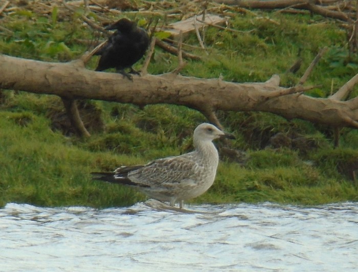 Caspian Gull