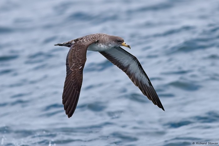 Cory's Shearwater