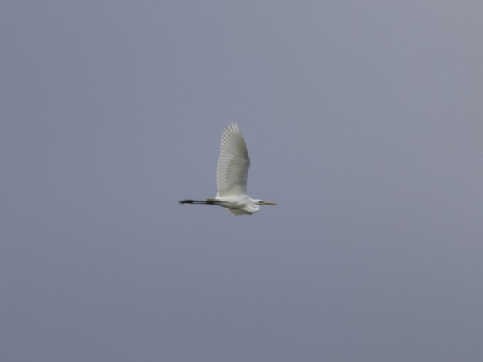 Great White Egret
