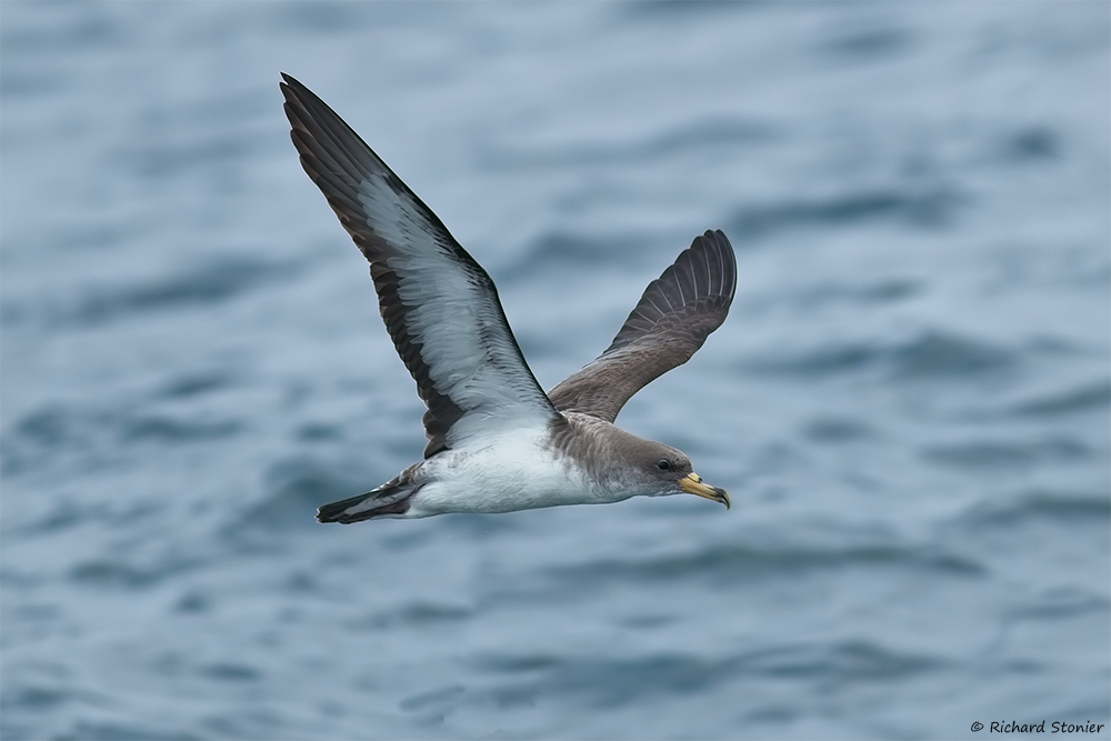 Cory's Shearwater
