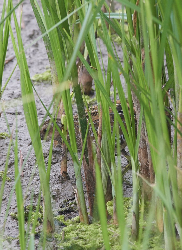 Spotted Crake