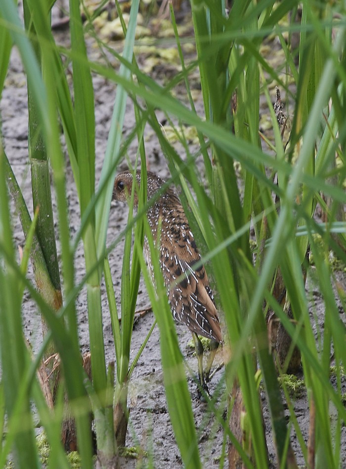 Spotted Crake