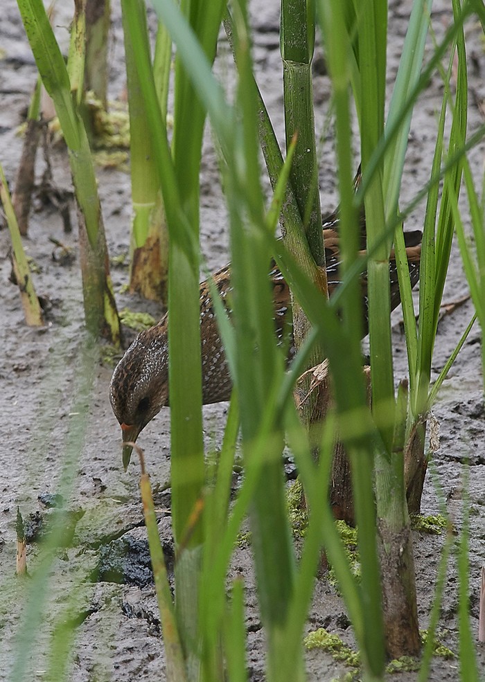 Spotted Crake