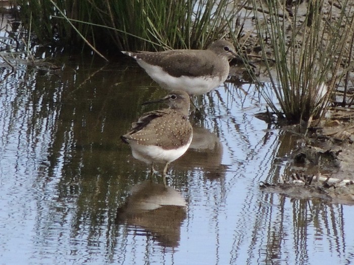 Green Sandpiper