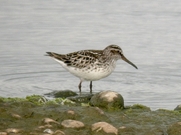 Broad-billed Sandpiper