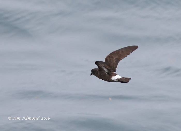 Storm Petrel