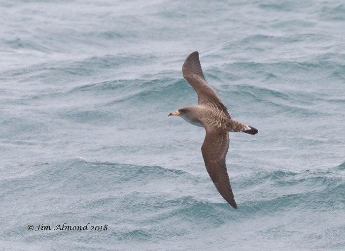 Cory's Shearwater