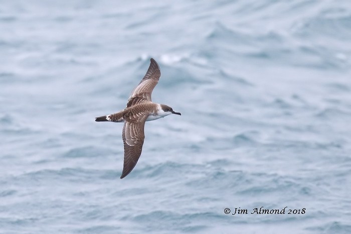 Great Shearwater