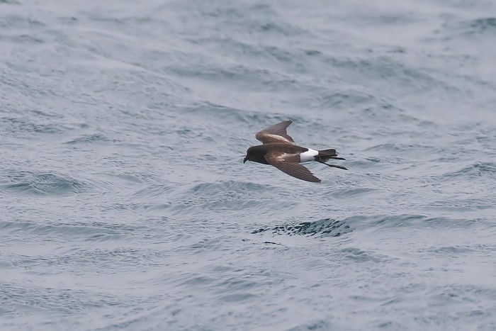 Wilson's Petrel