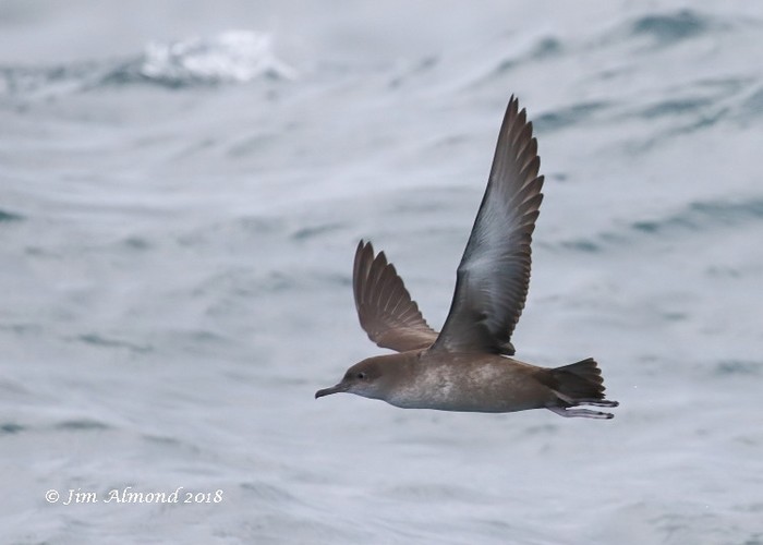 Balearic Shearwater