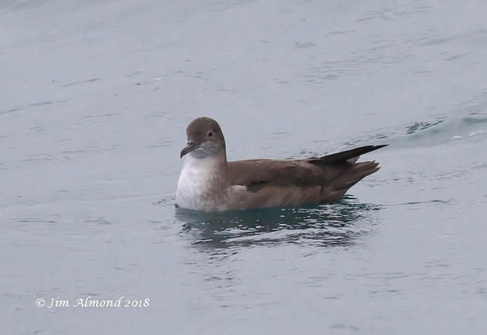 Balearic Shearwater
