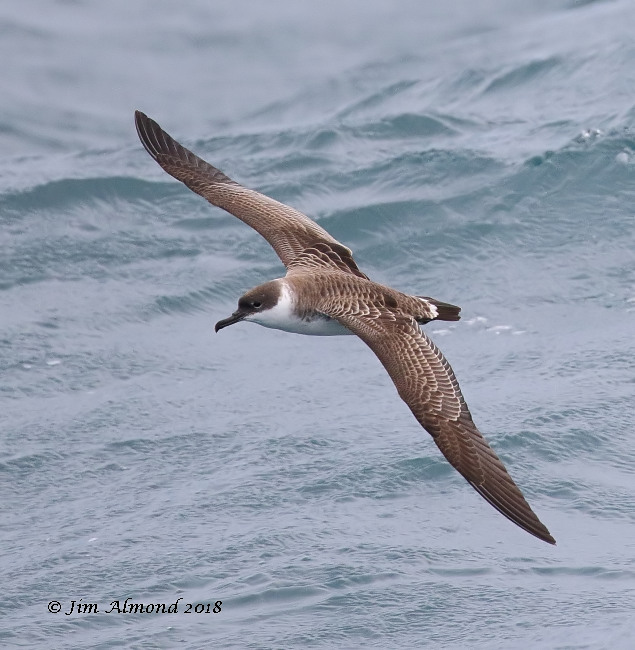 Great Shearwater