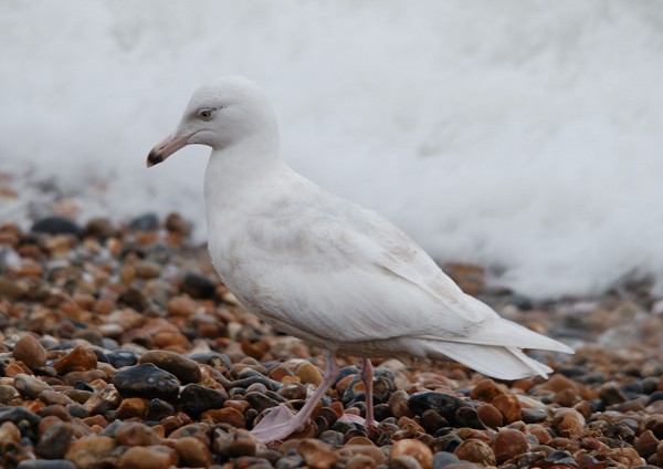 Glaucous Gull