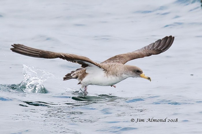 Cory's Shearwater