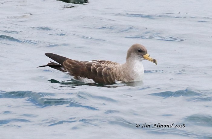 Cory's Shearwater