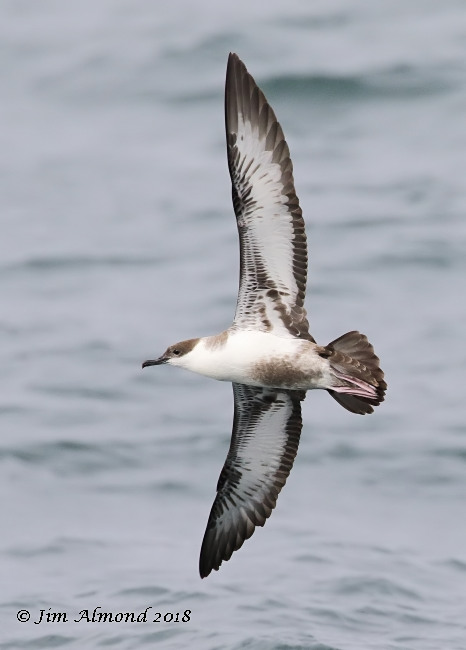 Great Shearwater