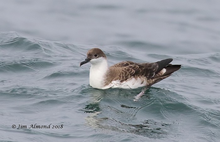 Great Shearwater