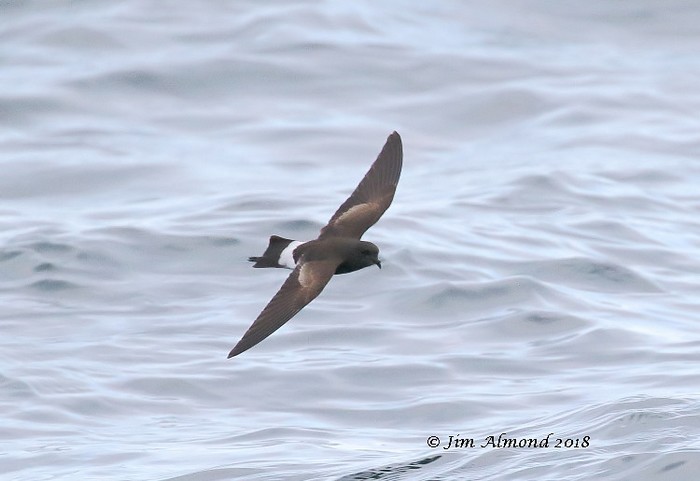 Wilson's Petrel