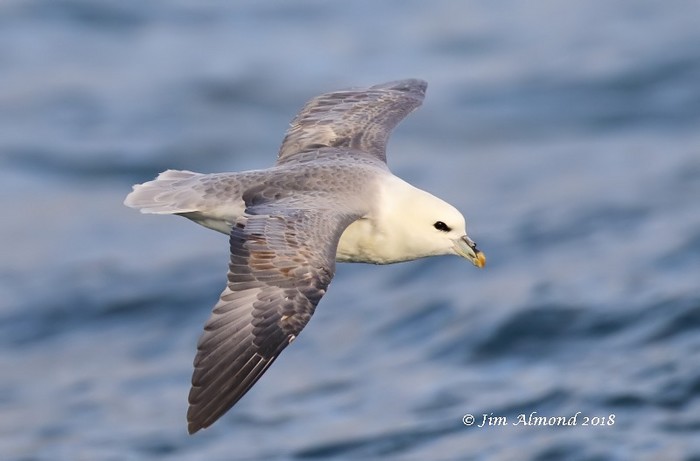 Fulmar