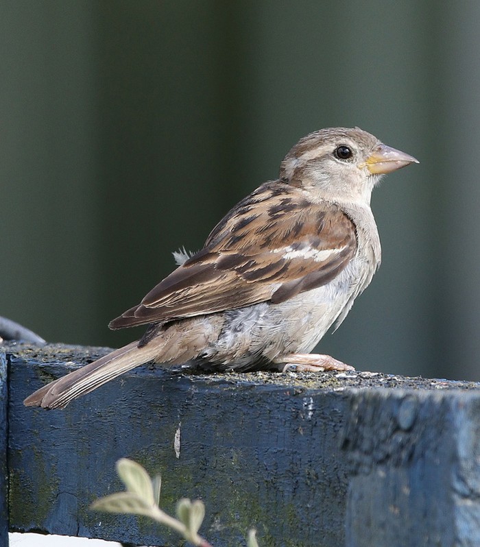 house sparrow