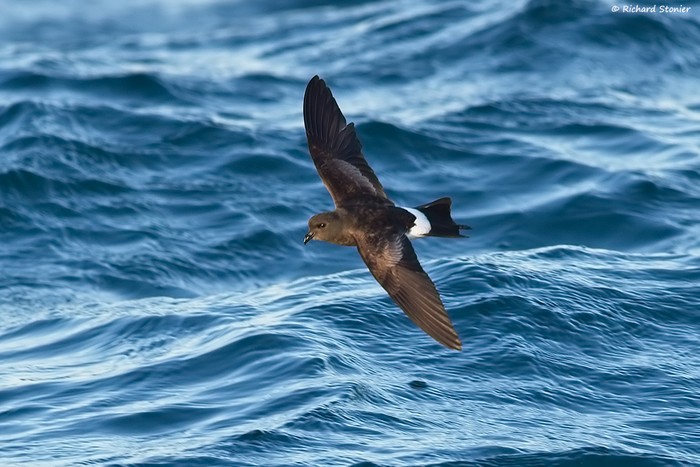 Wilson's Petrel
