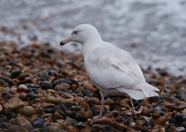 Glaucous Gull
