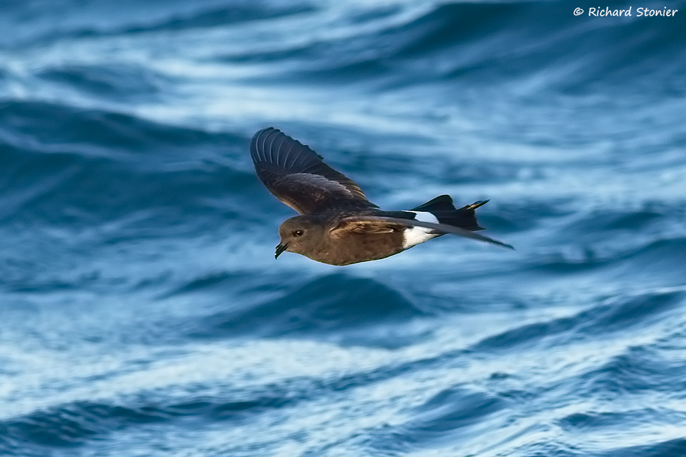 Wilson's Petrel