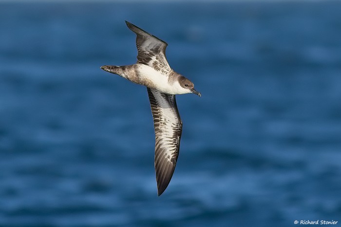 Great Shearwater