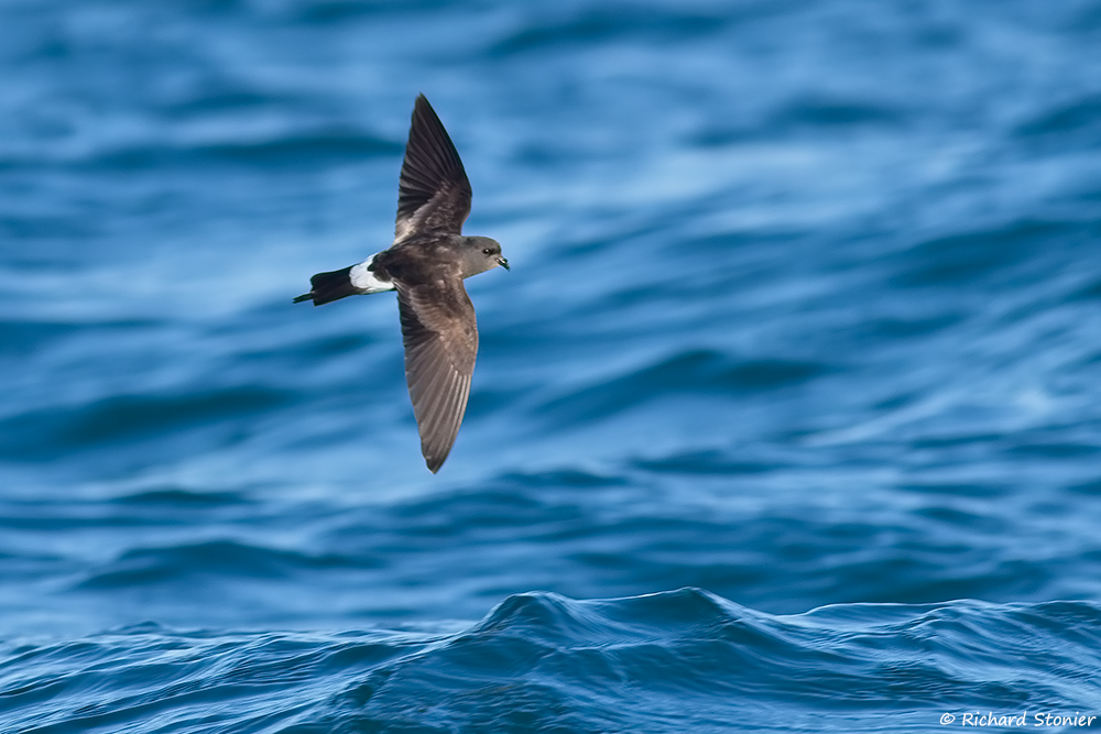Wilson's Petrel