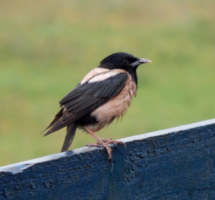 Rose-coloured Starling