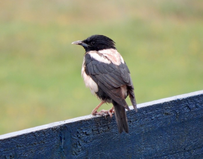 Rose-coloured Starling