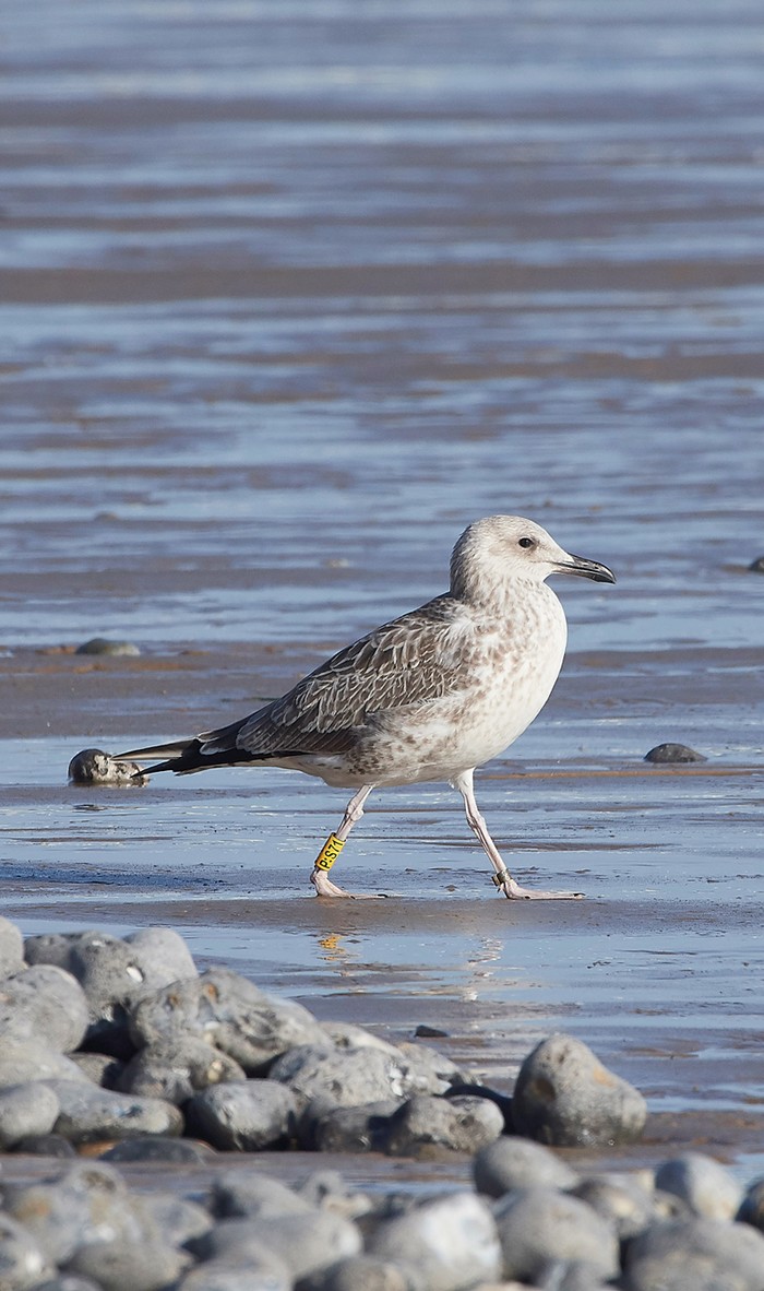 Caspian Gull