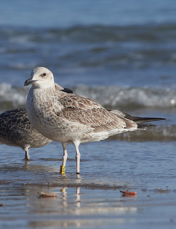 Caspian Gull
