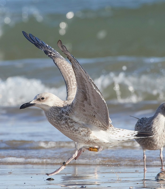 Caspian Gull