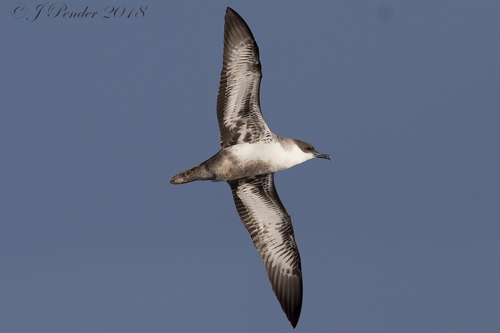 Great Shearwater