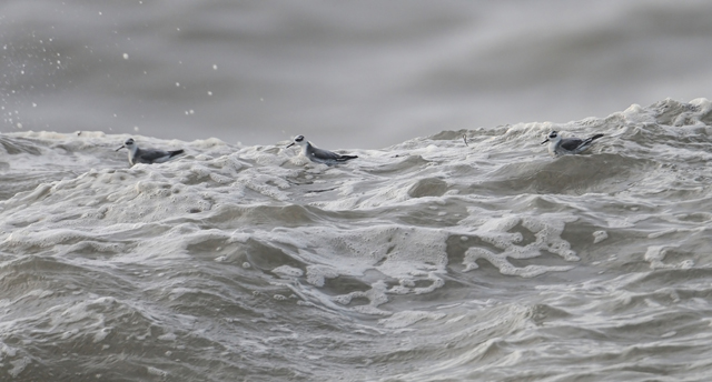 Grey Phalarope