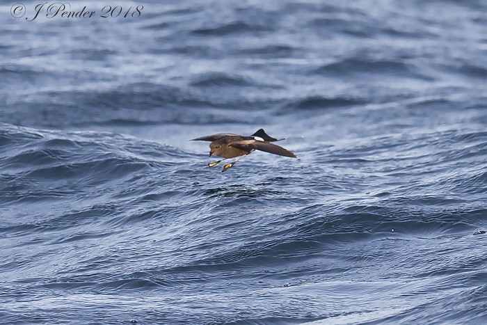 Wilson's Petrel