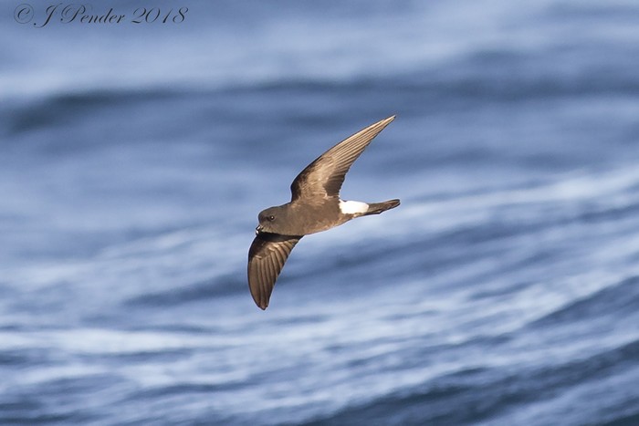 Wilson's Petrel