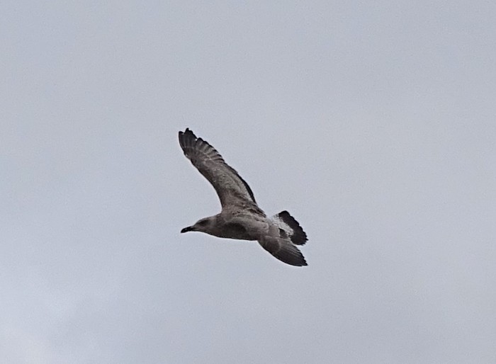 Caspian Gull