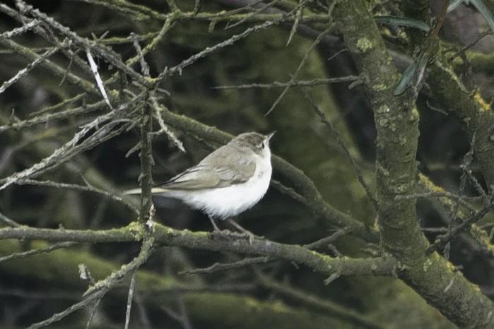 Western Bonelli's Warbler