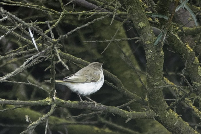 Western Bonelli's Warbler