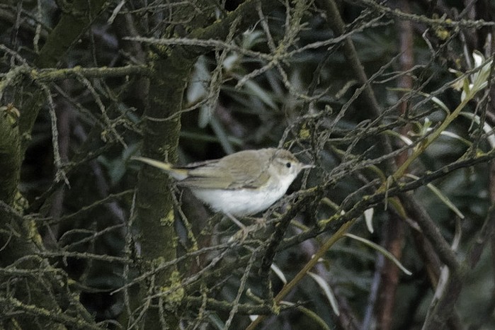 Western Bonelli's Warbler