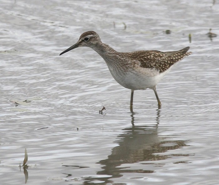 Wood Sandpiper