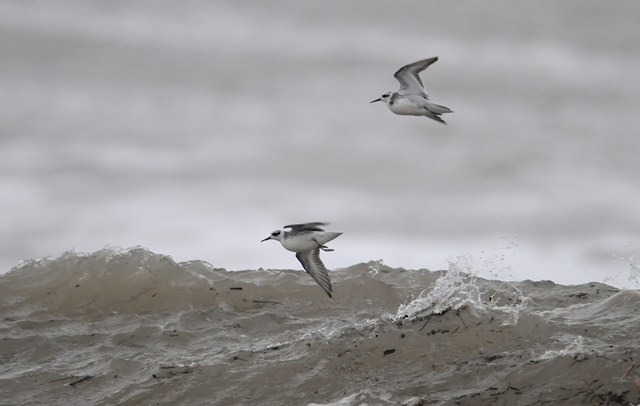 Grey Phalarope