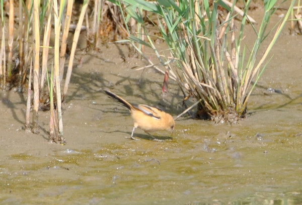 Bearded Tit