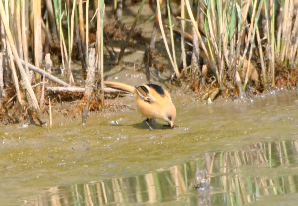 Bearded Tit