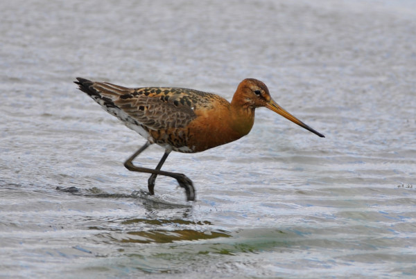 Black-tailed Godwit