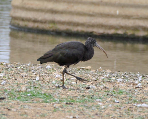 Glossy Ibis